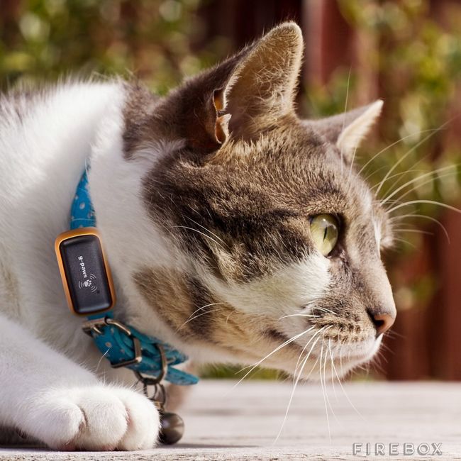 G-Paws 寵物GPS定位追踪器 跟著寵物冒險去