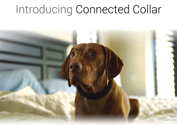 Connected Collar 智慧狗項圈 讓愛犬變得聰明