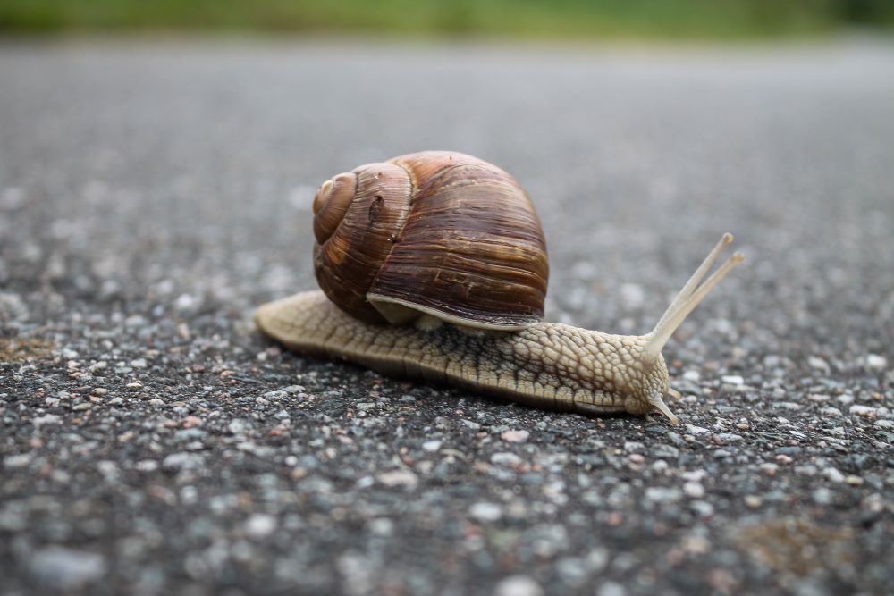 close-up-of-snail-on-ground-320956.jpg