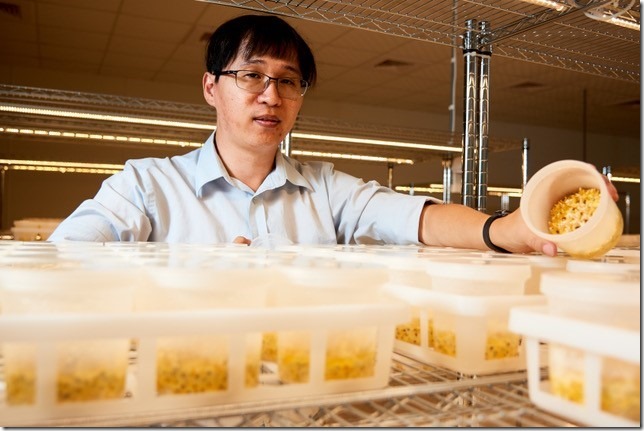 【圖二】好食好事新創團隊「明谷農業生技」結合「植物工廠」與獨有的「逆境環控栽培」技術種植蟲草,並將擴大應用種植高經濟價值作物。 【圖二】好食好事新創團隊「明谷農業生技」結合「植物工廠」與獨有的「逆境環控栽培」技術種植蟲草,並將擴大應用種植高經濟價值作物。