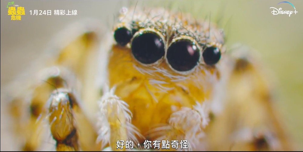 Disney+蟲蟲危機
