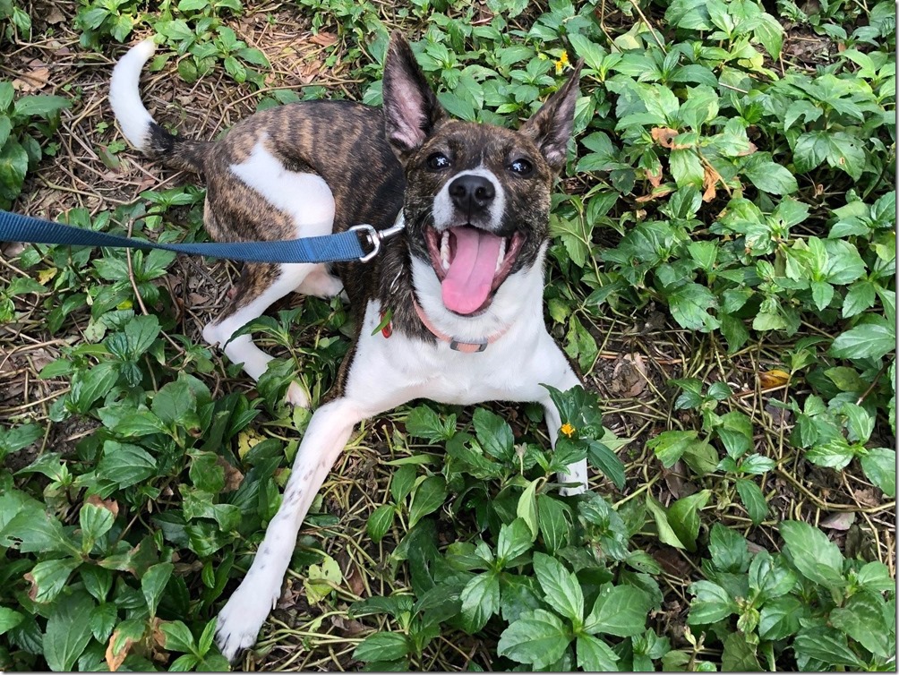 【新聞圖說四】過年期間帶毛孩外出走春,提醒毛家長們務必使用項圈、牽繩、外出籠等,並確保毛孩隨時都有補充水分。(圖片提供:法國皇家) 【新聞圖說四】過年期間帶毛孩外出走春,提醒毛家長們務必使用項圈、牽繩、外出籠等,並確保毛孩隨時都有補充水分。(圖片提供:法國皇家)