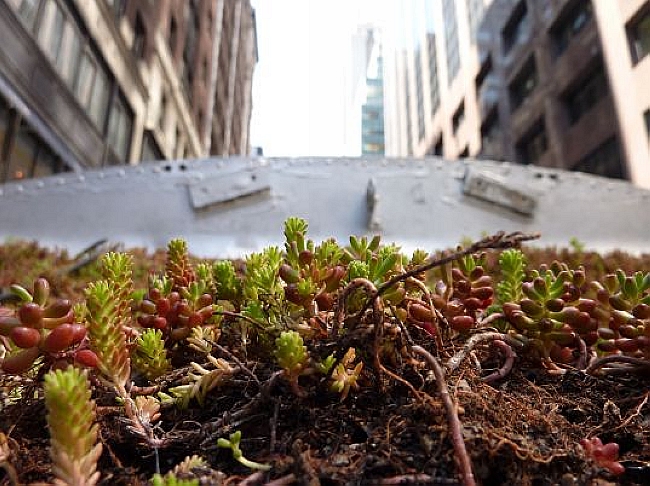 Green Roofed Bus (3)