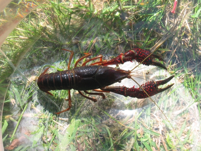 Procambarus_clarkii_top-1