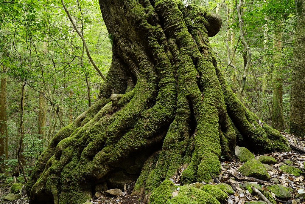 Sony A7R with Distagon T＊ 24mm F2 ZA SSM lens, 24mm, f/11, 1/1.3sec, ISO 400, full size image