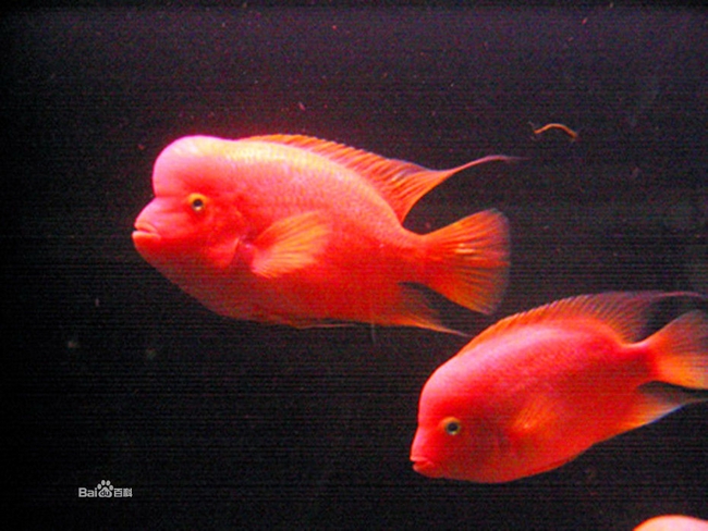 chlasoma citrinellum (2)