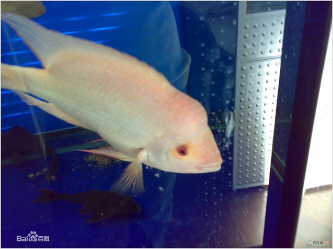 chlasoma citrinellum (4)