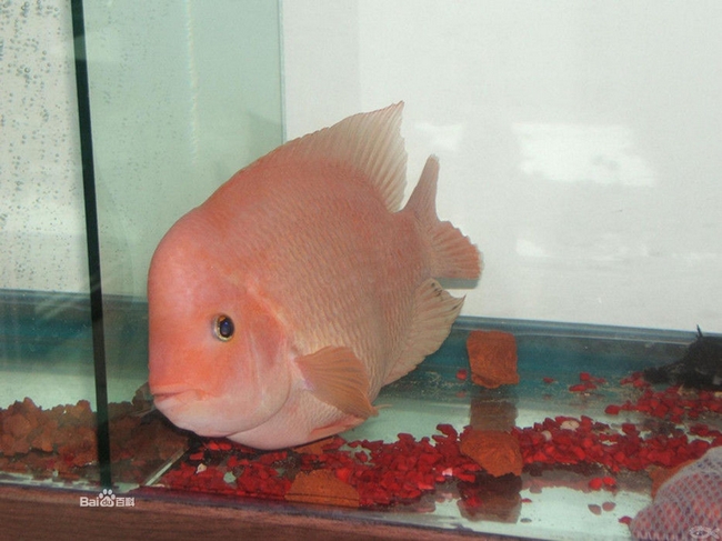 chlasoma citrinellum (5)