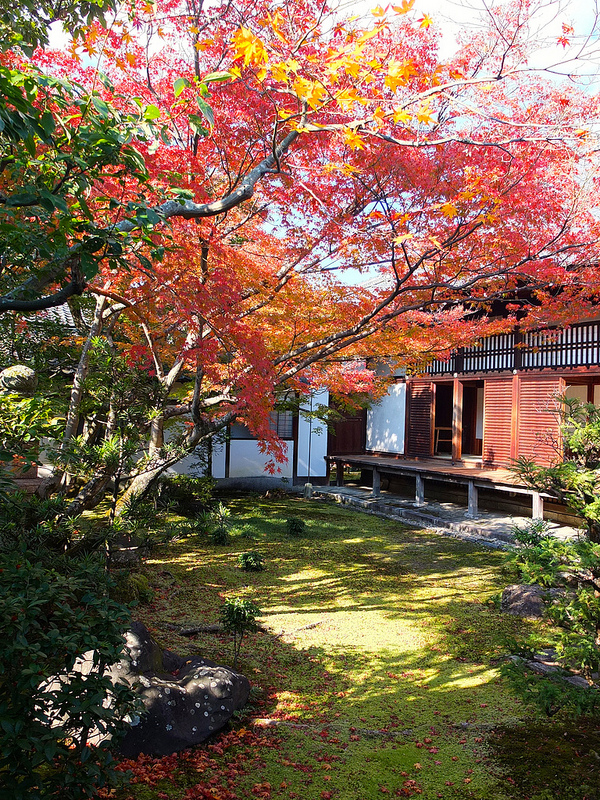 京都仁和寺賞楓