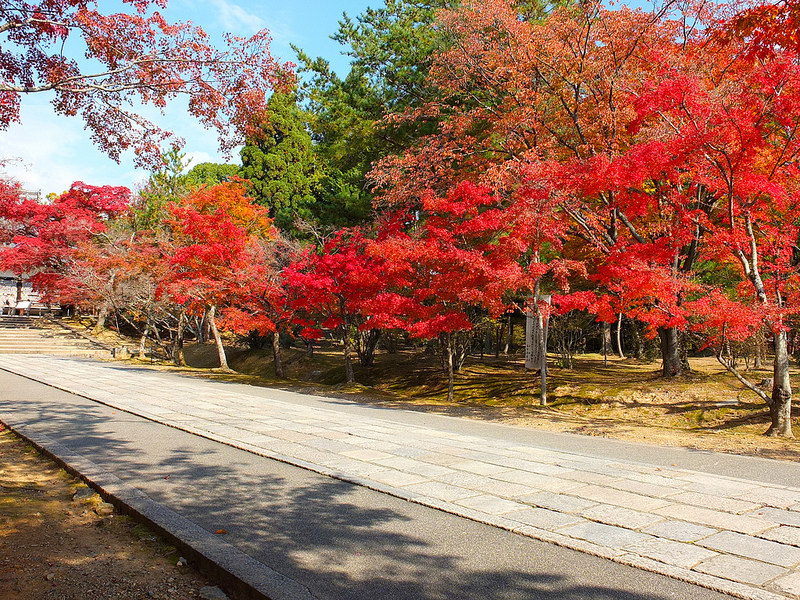 京都仁和寺賞楓