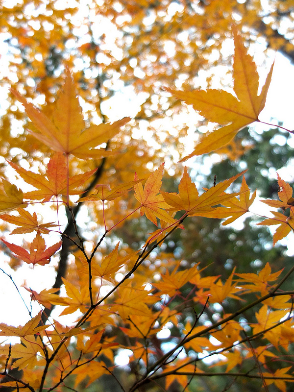 京都仁和寺賞楓