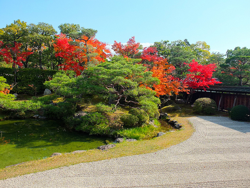 京都仁和寺賞楓