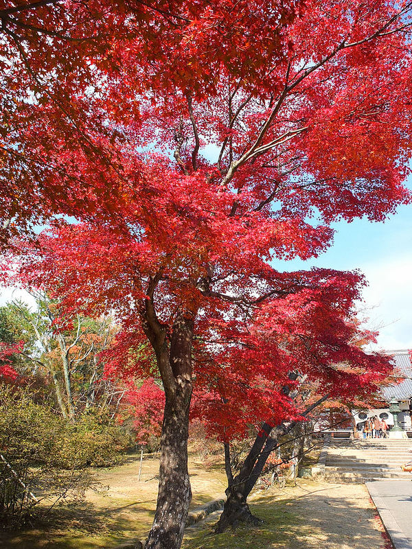 京都仁和寺賞楓