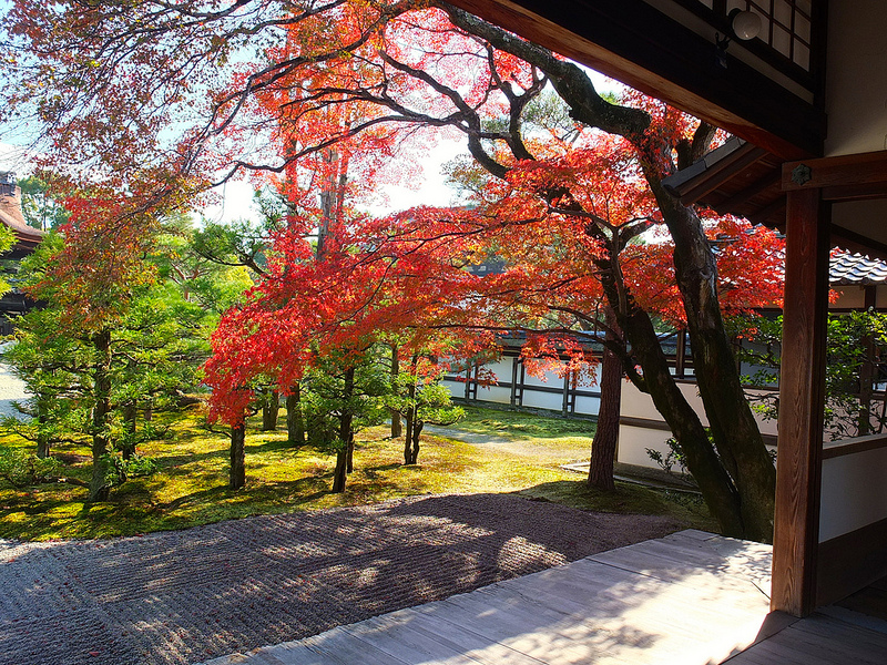 京都仁和寺賞楓