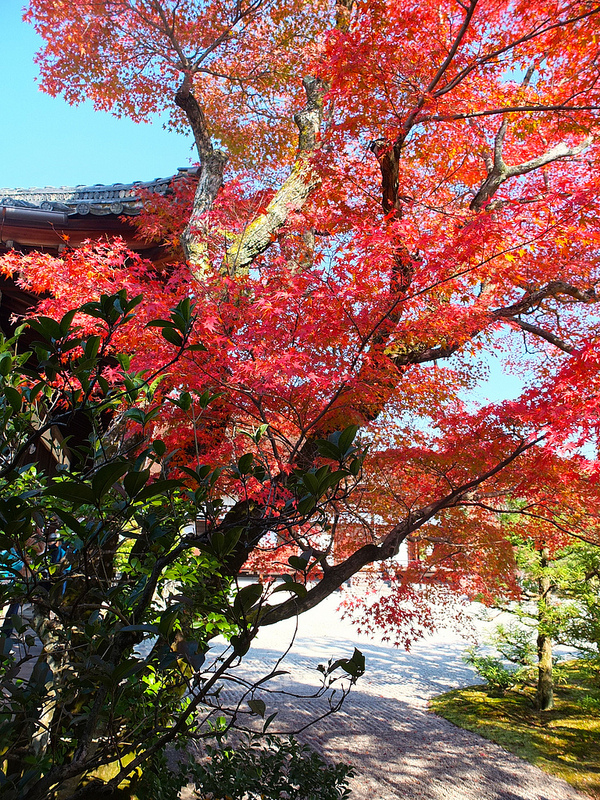 京都仁和寺賞楓