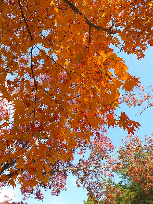 京都仁和寺賞楓