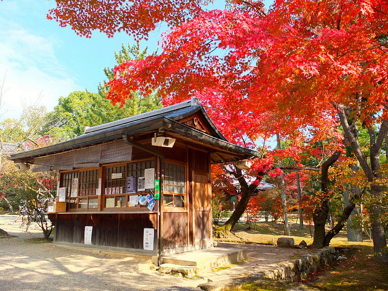 京都仁和寺賞楓