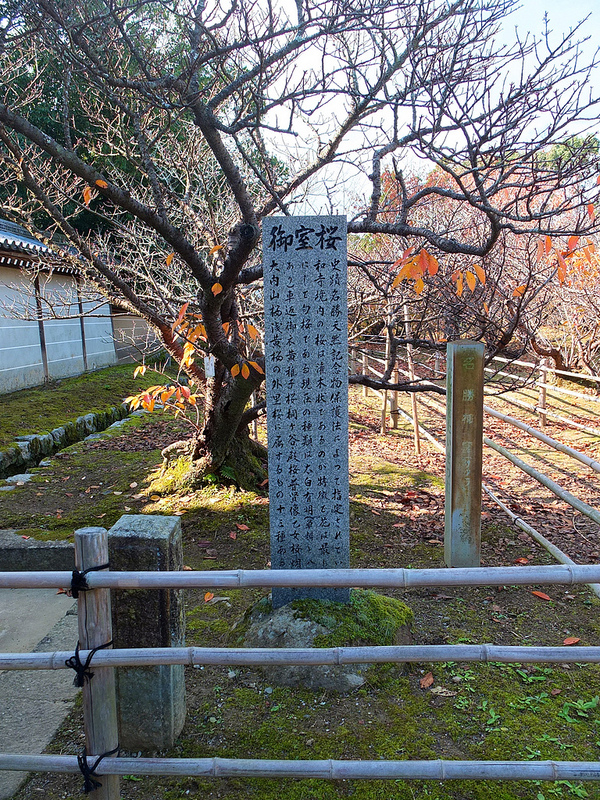 京都仁和寺賞楓