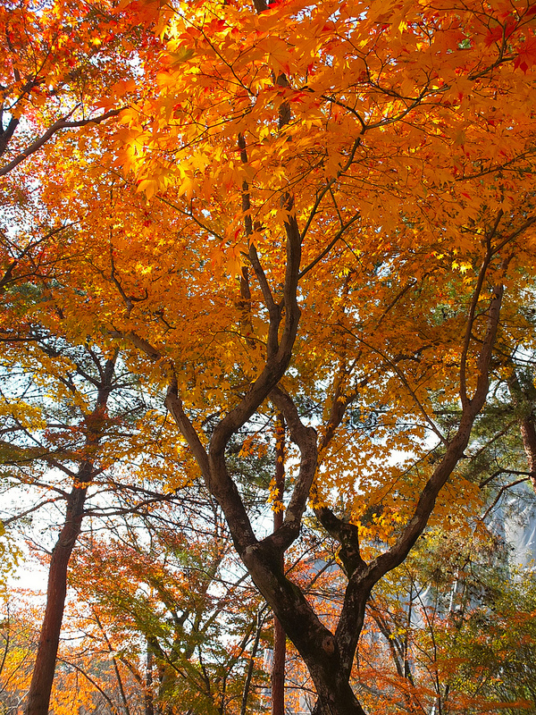 京都仁和寺賞楓