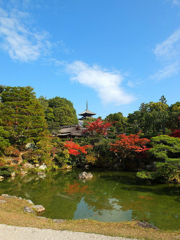 京都仁和寺賞楓