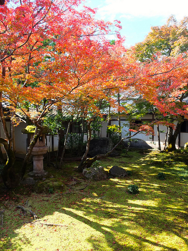 京都仁和寺賞楓