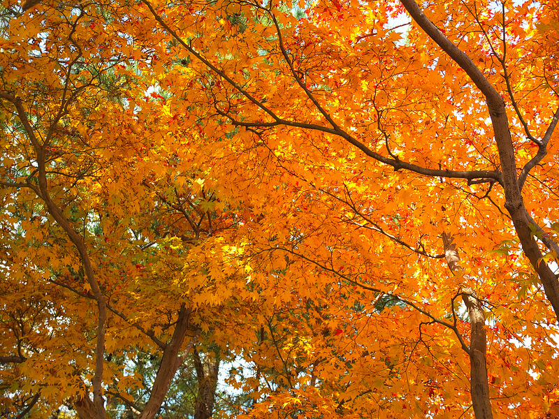 京都仁和寺賞楓
