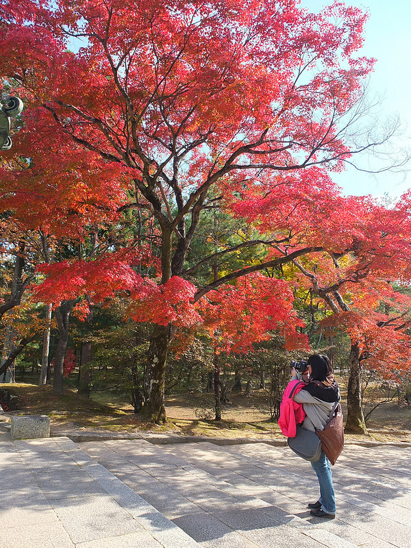 京都仁和寺賞楓