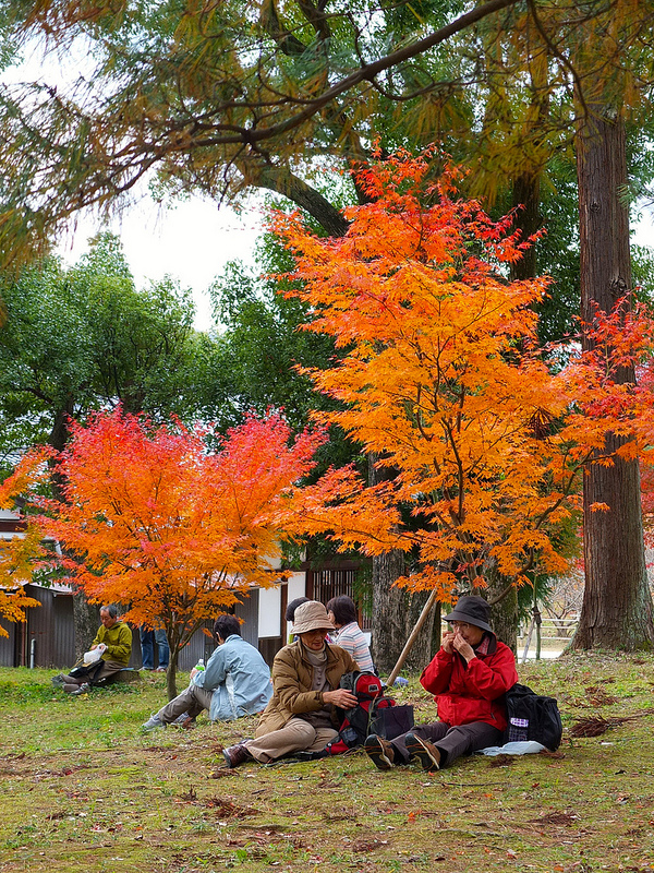 京都仁和寺賞楓