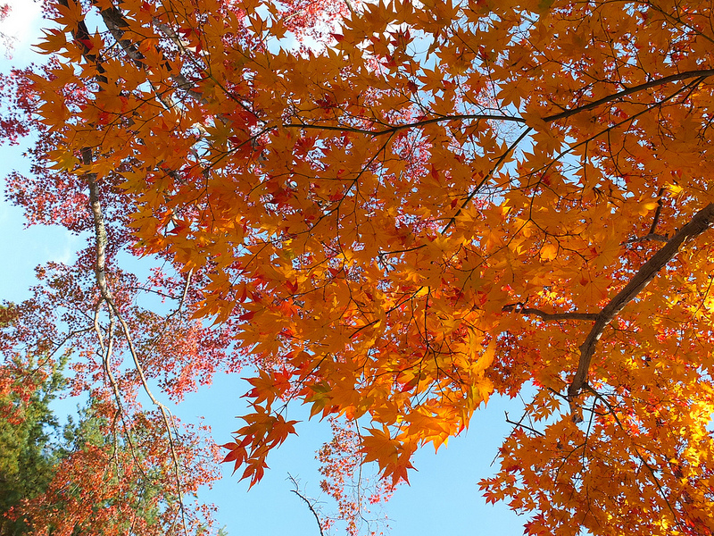 京都仁和寺賞楓