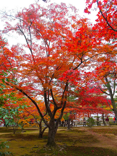 京都金閣寺
