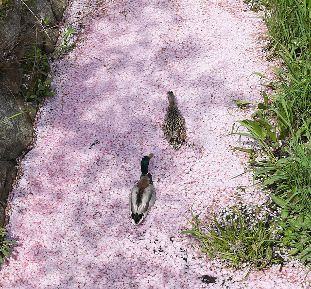 2012關西D2-1260419