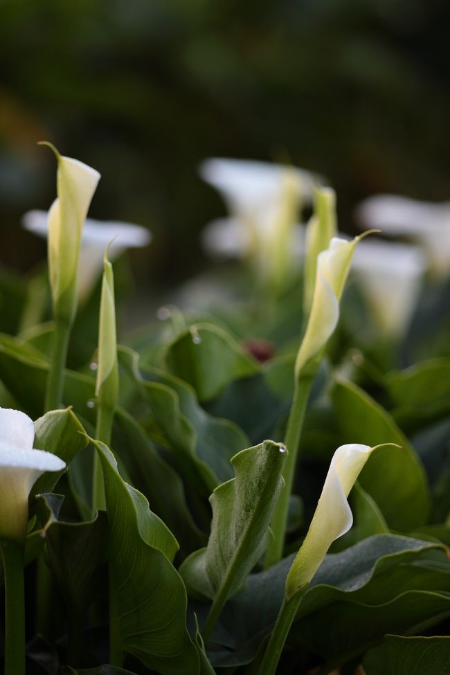 8510336904_bc71ae3d2f_h