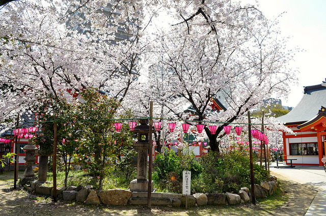 2014大阪賞櫻 自助旅行