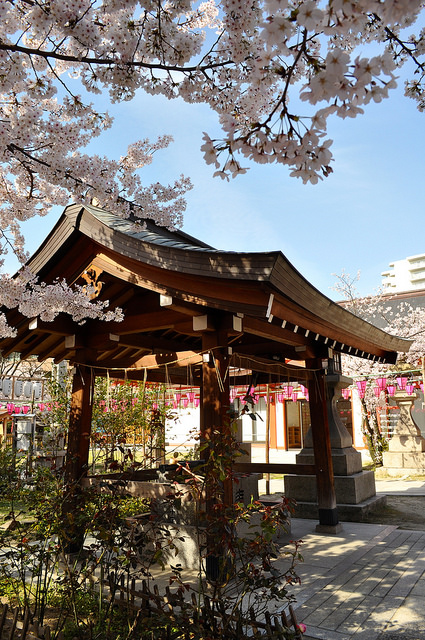 2014大阪賞櫻 自助旅行