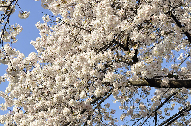 2014大阪賞櫻 自助旅行