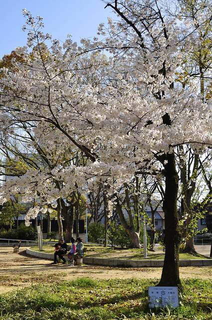 2014大阪賞櫻 自助旅行