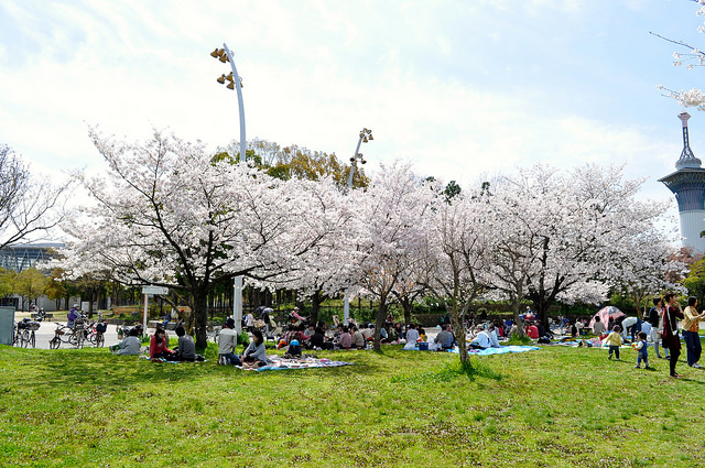 2014大阪賞櫻 自助旅行