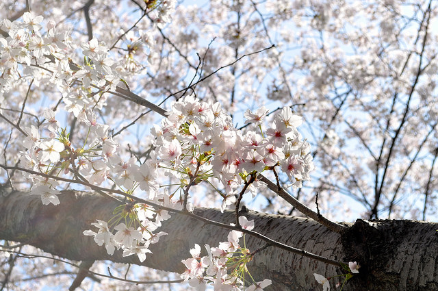 2014大阪賞櫻 自助旅行