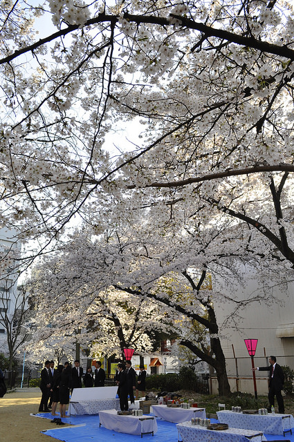 2014大阪賞櫻 自助旅行