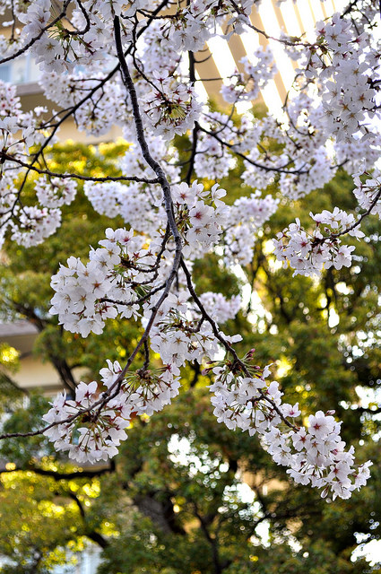 2014大阪賞櫻 自助旅行