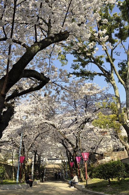2014大阪賞櫻 自助旅行