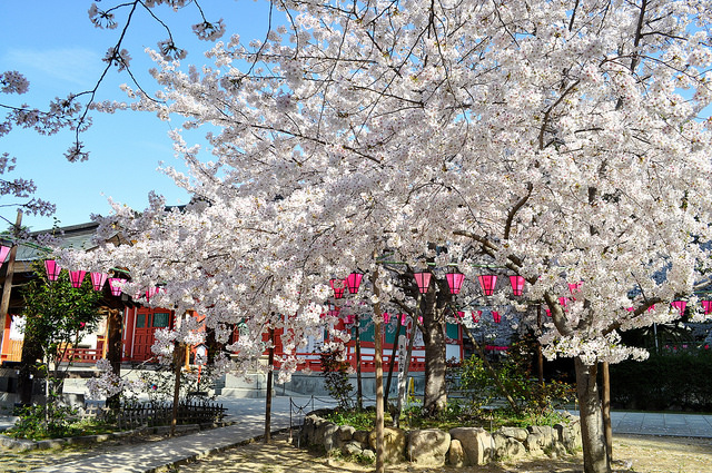 2014大阪賞櫻 自助旅行