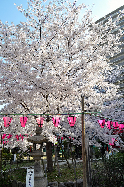 2014大阪賞櫻 自助旅行