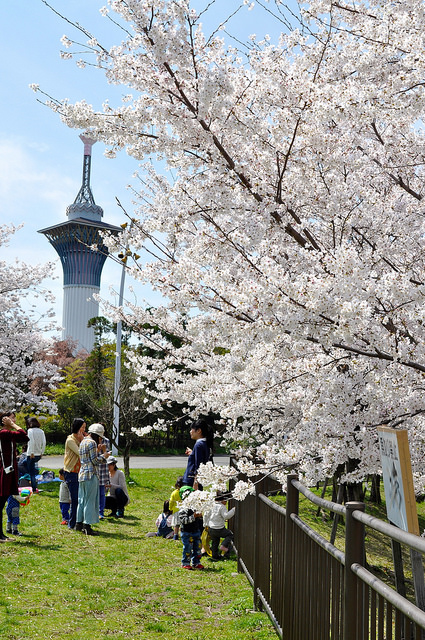 2014大阪賞櫻 自助旅行
