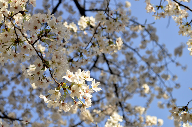 2014大阪賞櫻 自助旅行