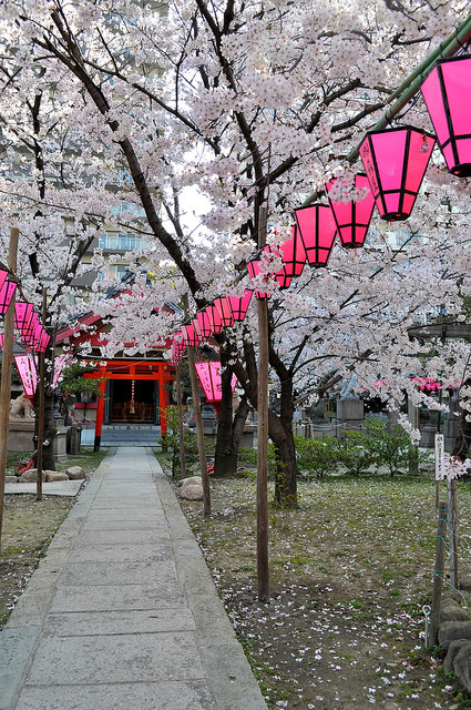 2014大阪賞櫻 自助旅行