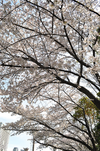 2014大阪賞櫻 自助旅行