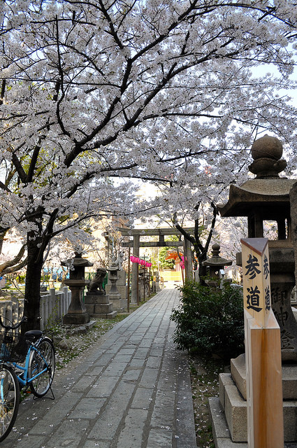 2014大阪賞櫻 自助旅行