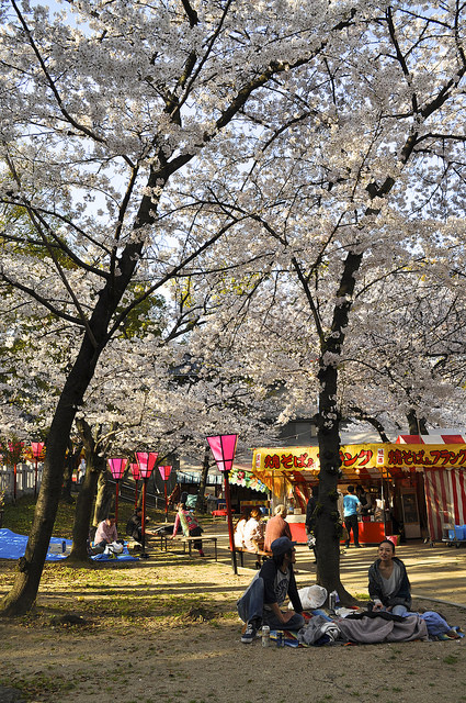 2014大阪賞櫻 自助旅行