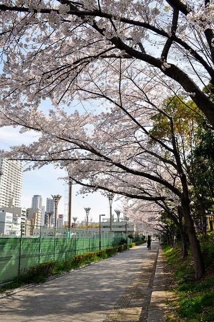 2014大阪賞櫻 自助旅行